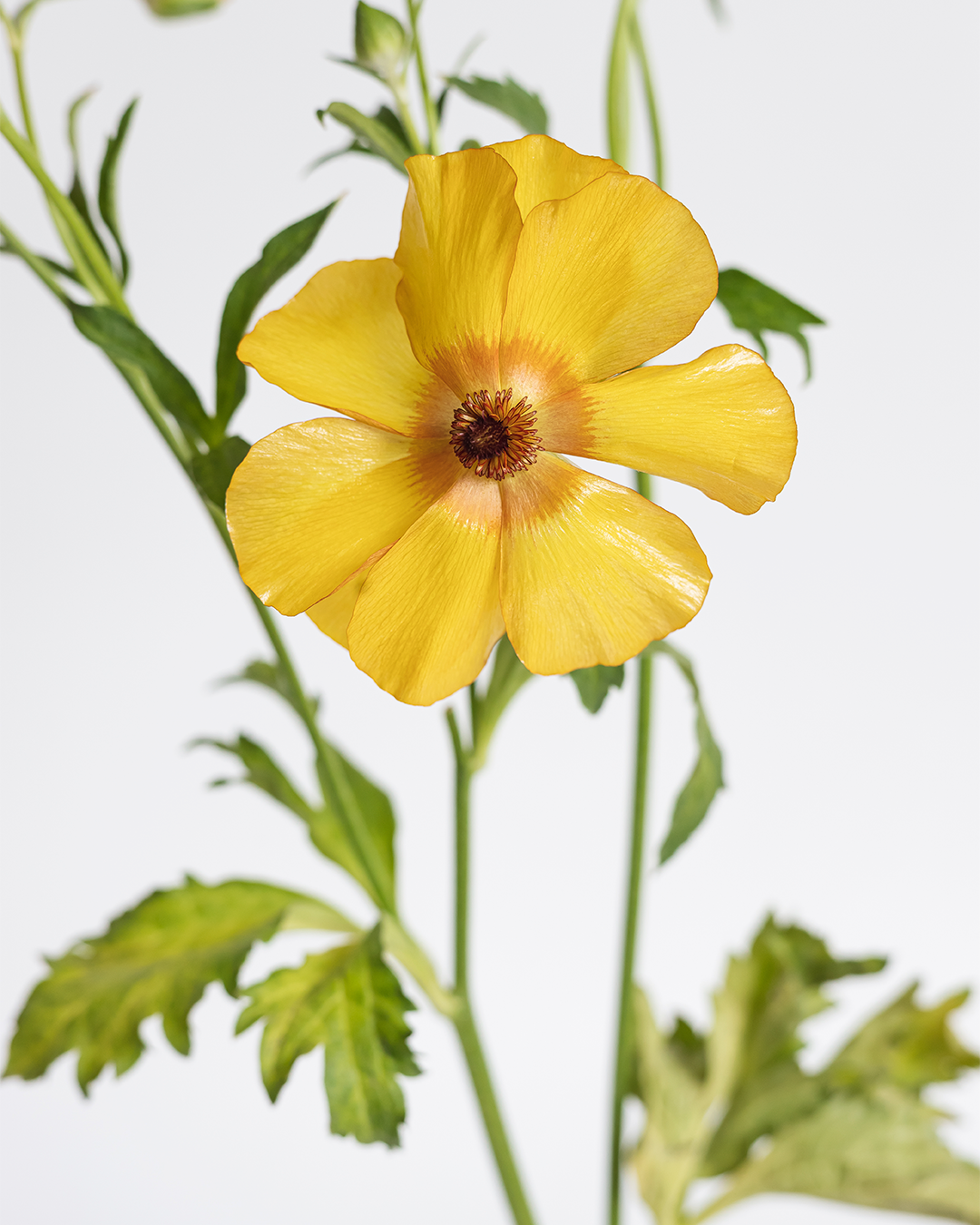 Artemis 2 Yellow Ranunculus — wholesale