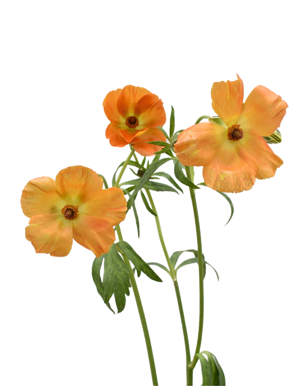 Butterfly Charis O Ranunculus — wholesale