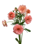 Eris Ranunculus — wholesale