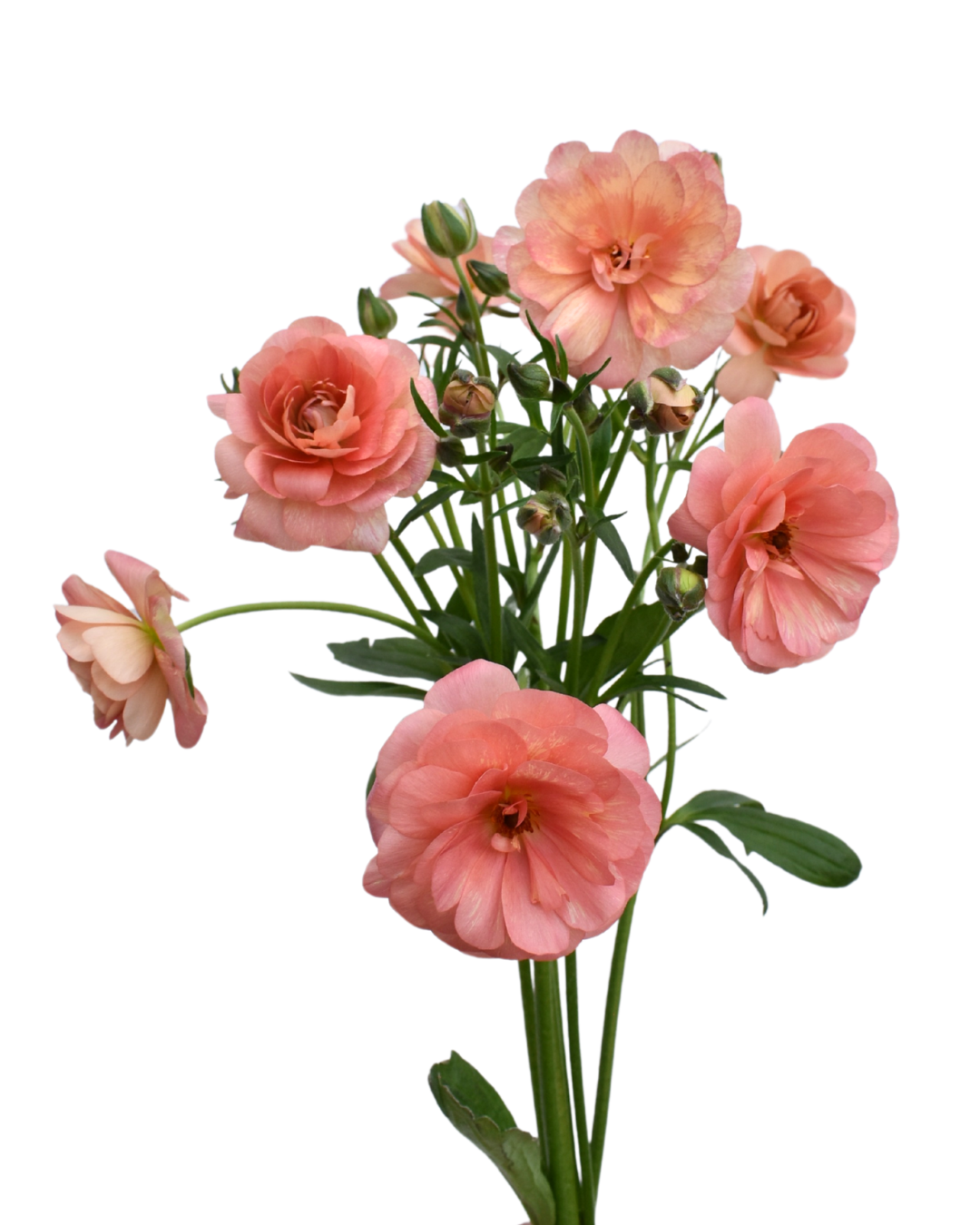 Eris Ranunculus — wholesale