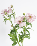 Europe Ranunculus — wholesale