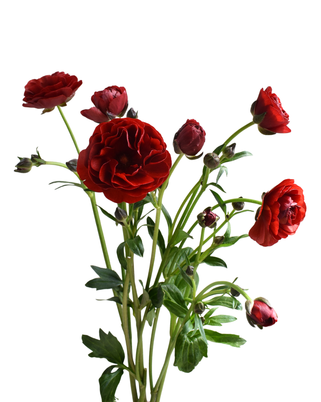 Hades Ranunculus