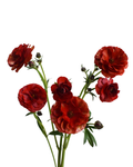Hades Ranunculus — wholesale