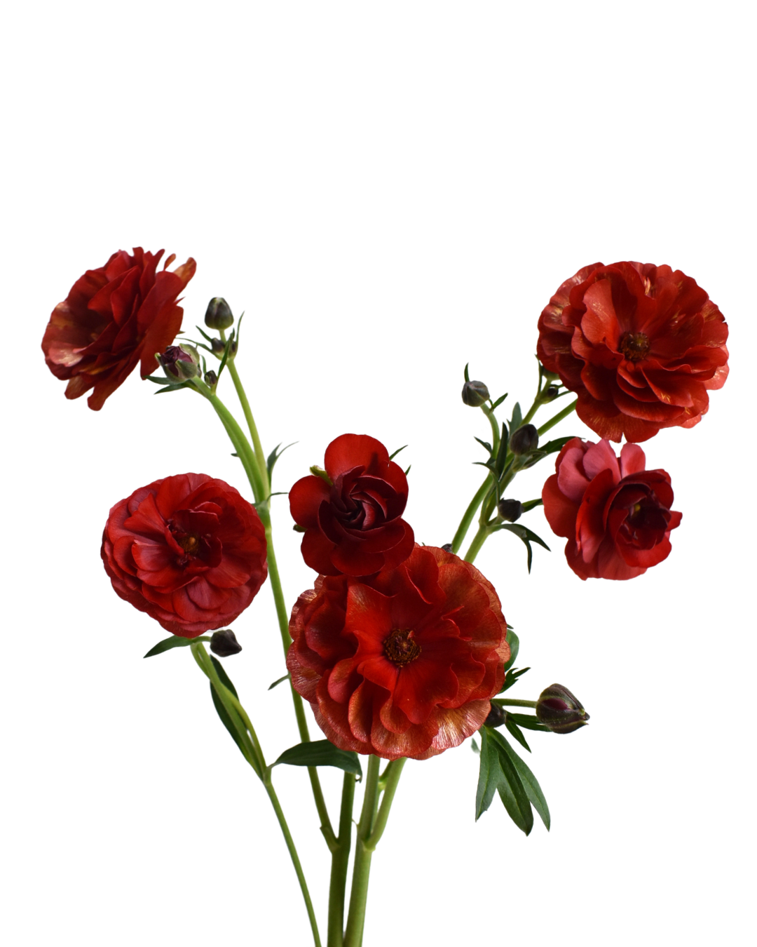 Hades Ranunculus — wholesale