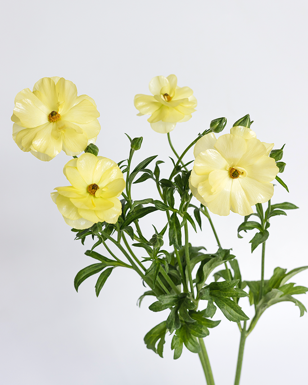 Helios Ranunculus — wholesale
