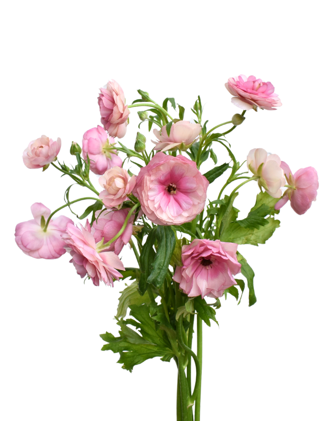 Hera Ranunculus — wholesale
