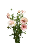 Butterfly Hestia Ranunculus — wholesale