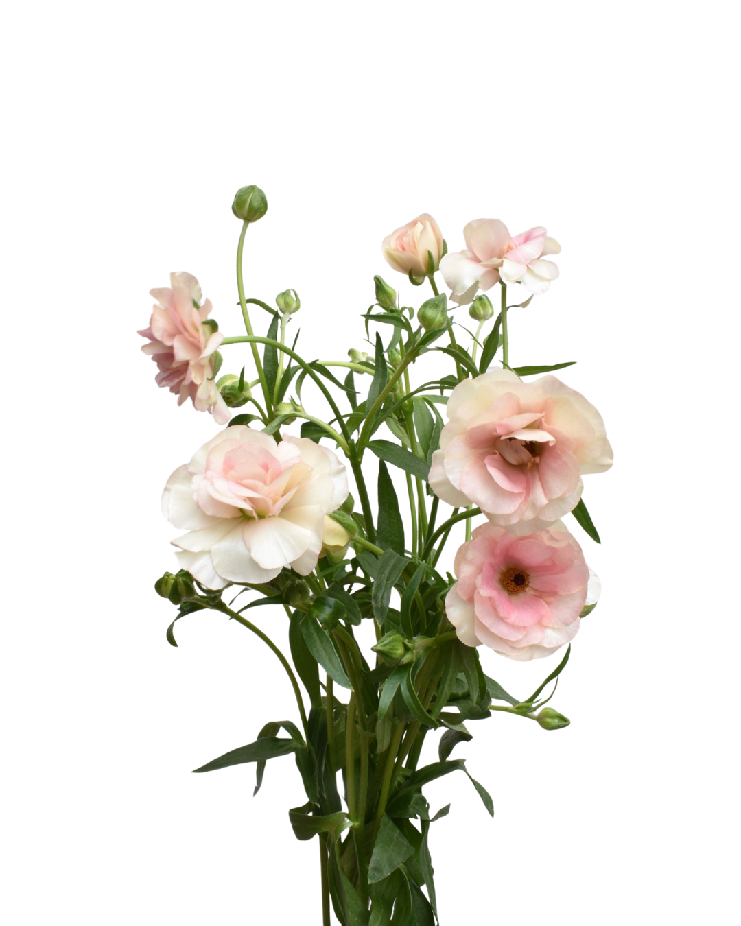 Butterfly Hestia Ranunculus — wholesale
