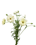 Butterfly Litai C Ranunculus — wholesale
