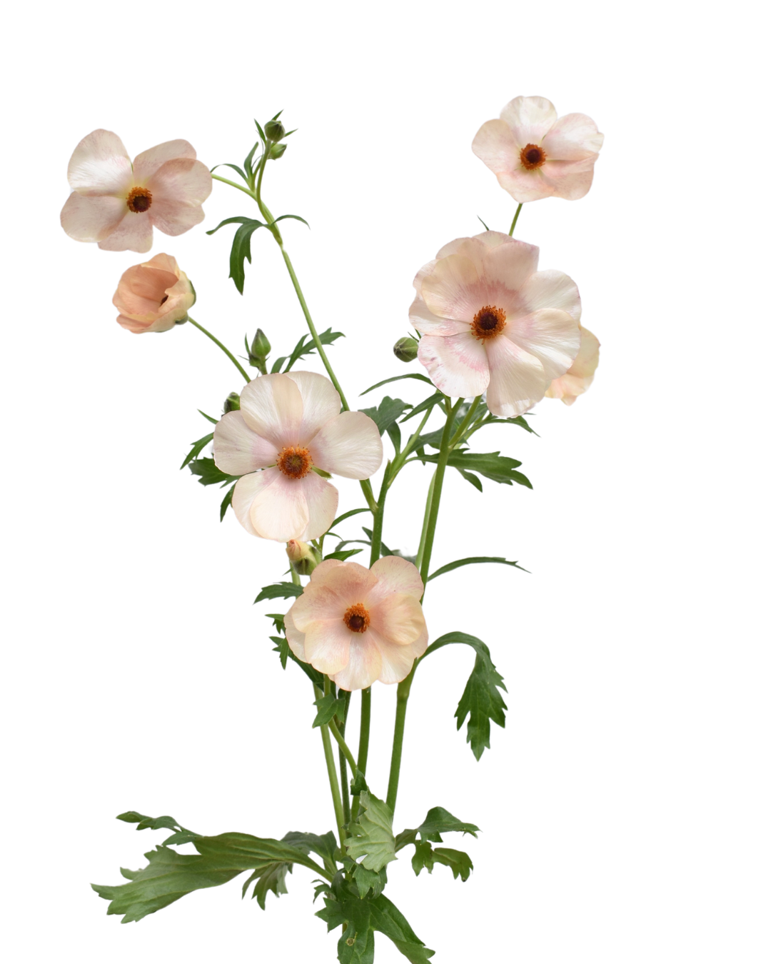 Butterfly Melissa Lp — wholesale roses