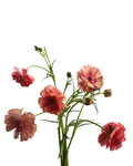 Butterfly Musa Cl — wholesale roses