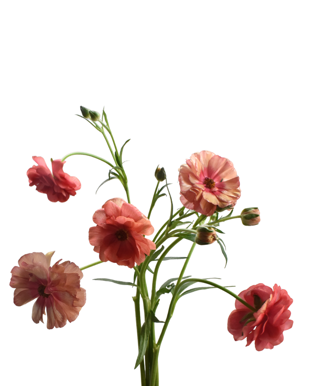 Butterfly Musa Cl — wholesale roses