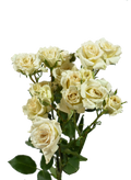 Be Patient Spray Rose Peach — wholesale