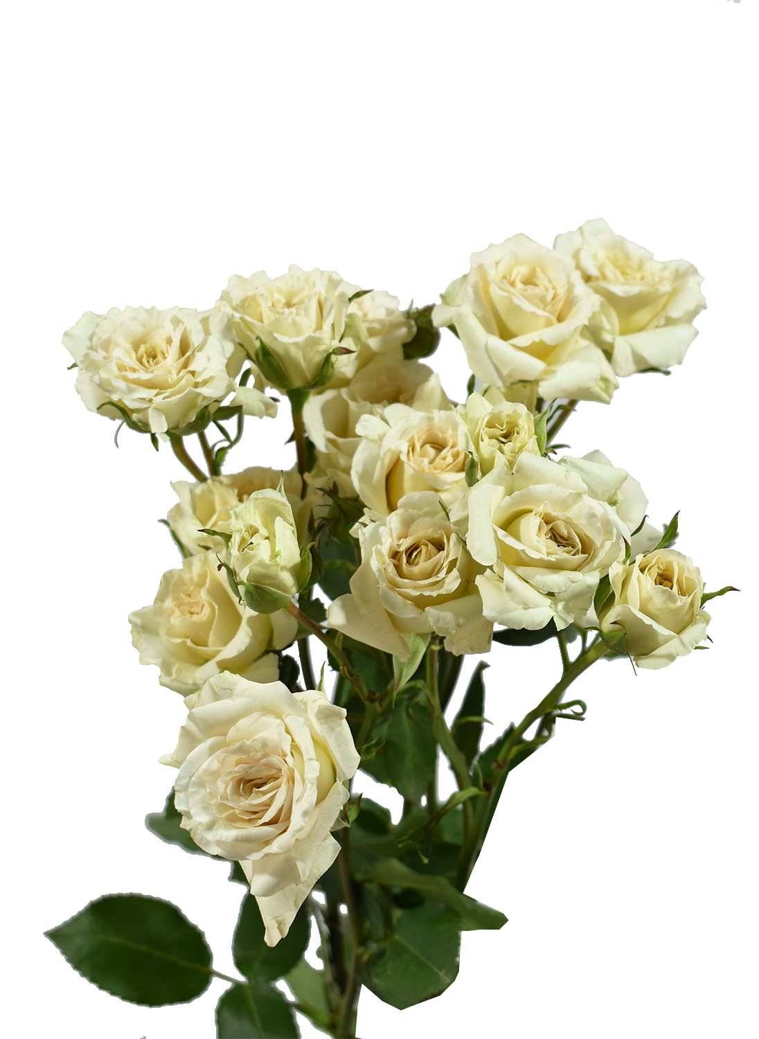 Be Patient Spray Rose Peach — wholesale