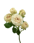 Be True Spray Rose Bicolor Pink Cream — wholesale