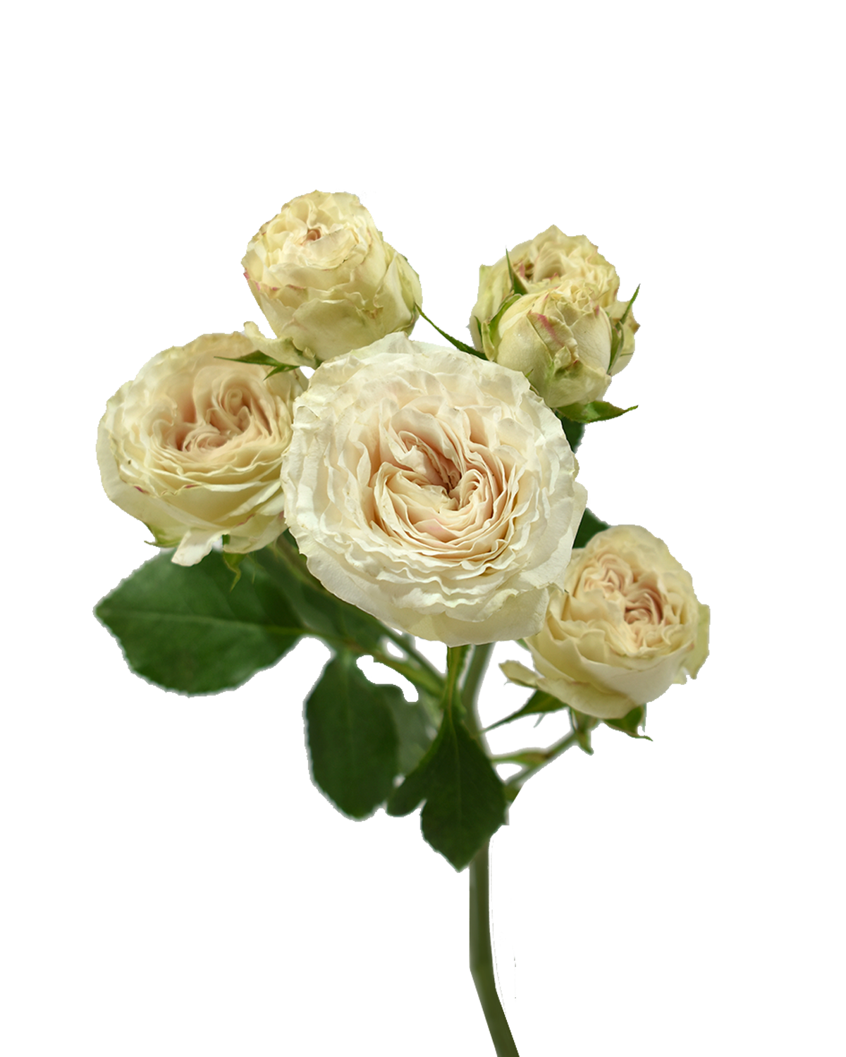 Be True Spray Rose Bicolor Pink Cream — wholesale