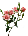 Be Loving Spray Rose Pink — wholesale
