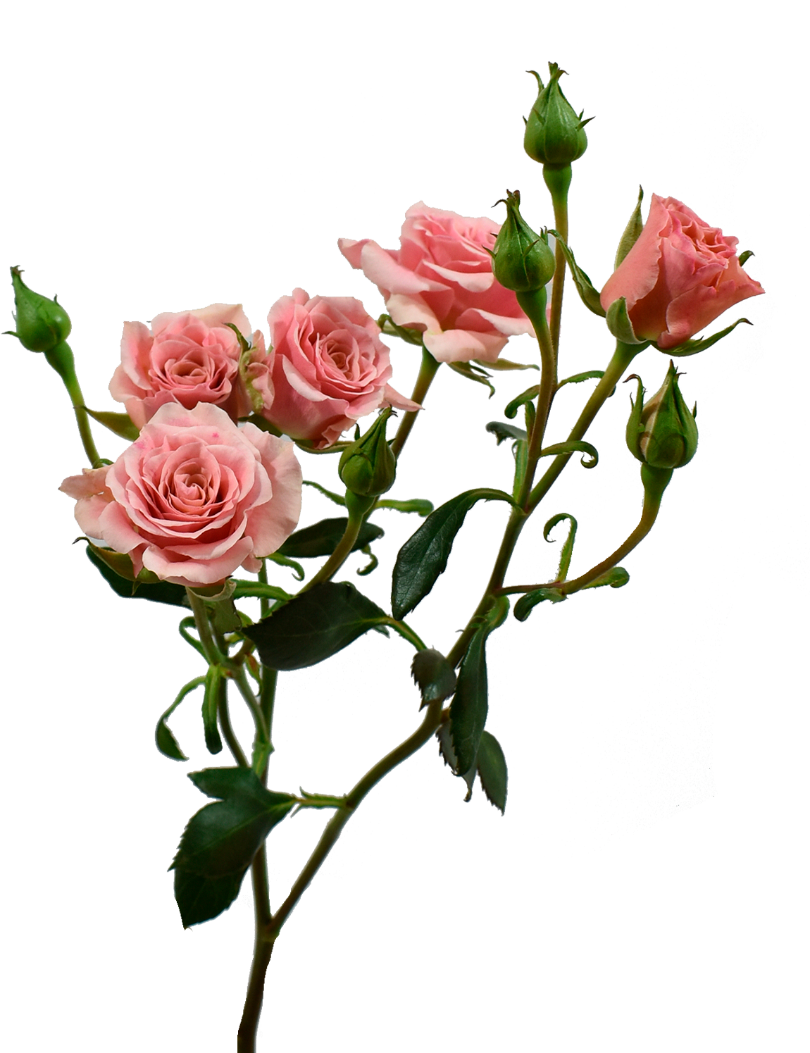 Be Loving Spray Rose Pink — wholesale
