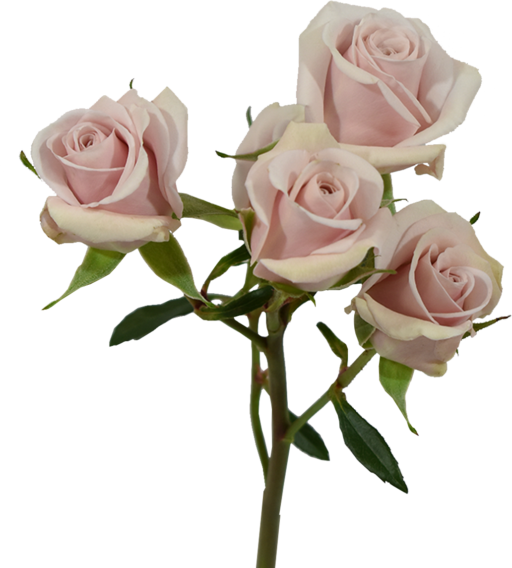 Big Dipper Spray Rose Pink — wholesale