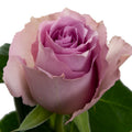 Blue Dream Rose, wholesale lavender roses