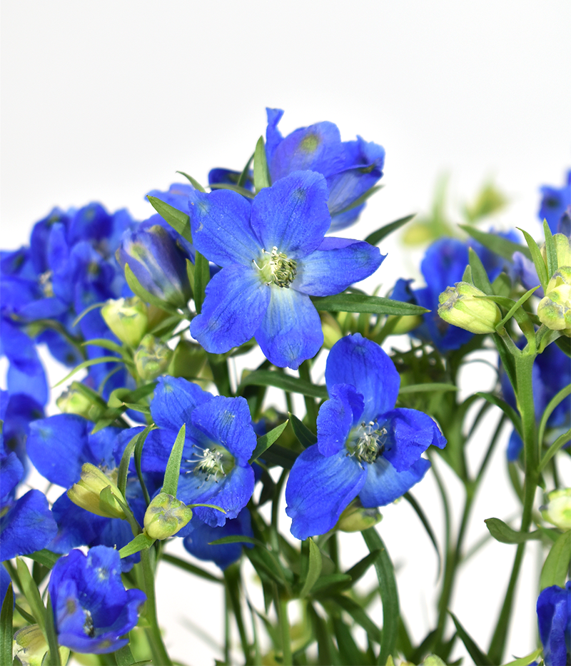 Delphinium Blue Planet — wholesale