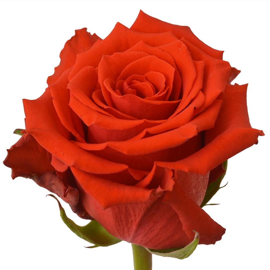 Born Happy Rose, wholesale orange roses