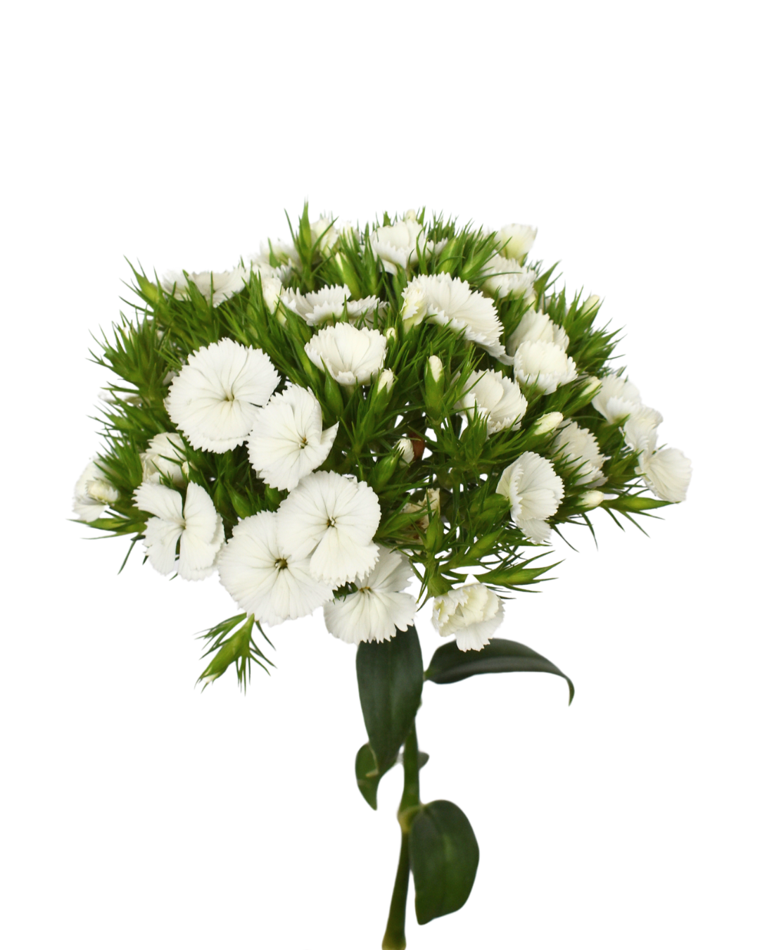 Breanthus White Dianthus — wholesale