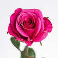 Breezer — wholesale roses
