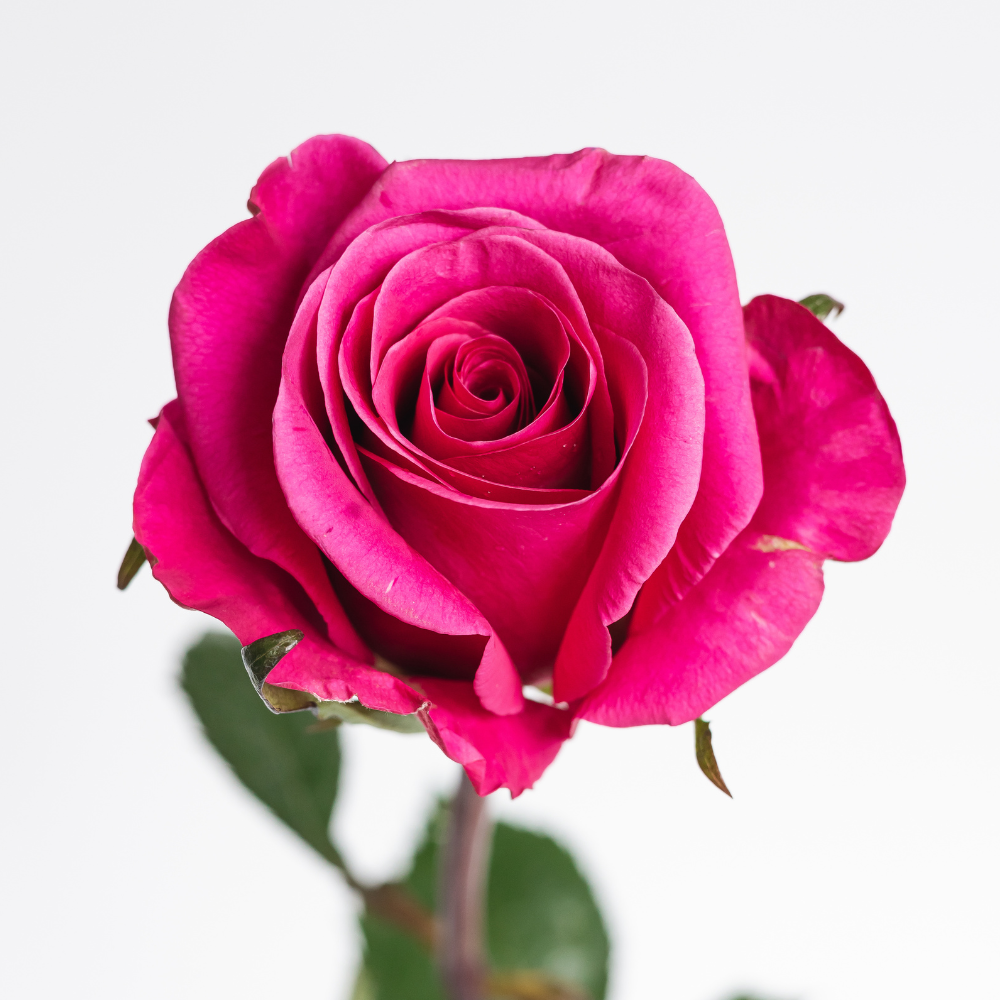 Breezer — wholesale roses