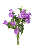 Campanula Lila — wholesale roses