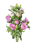 Campanula Pink — wholesale roses