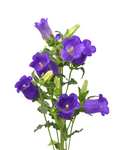 Campanula Purple — wholesale roses