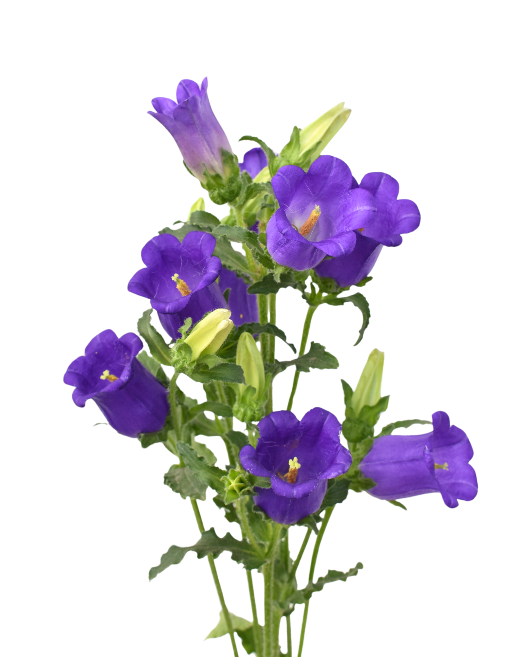 Campanula Purple — wholesale roses