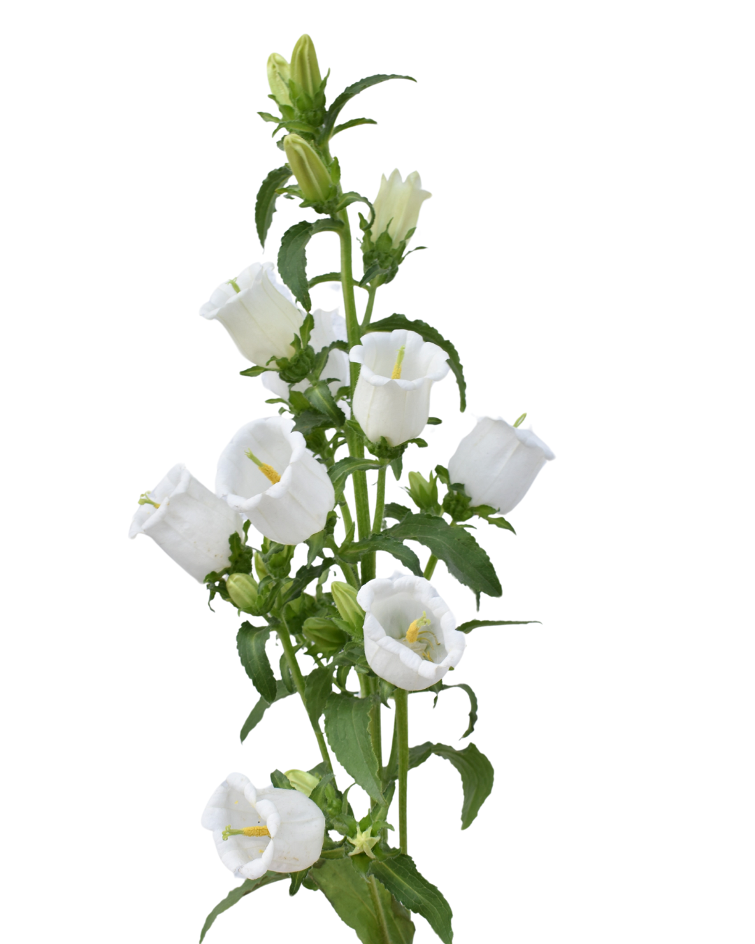 Campanula White — wholesale roses