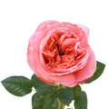 Candy Expression — wholesale roses