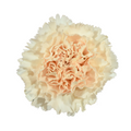 Carnation Brut — wholesale