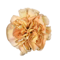 Carnation Altamira — wholesale