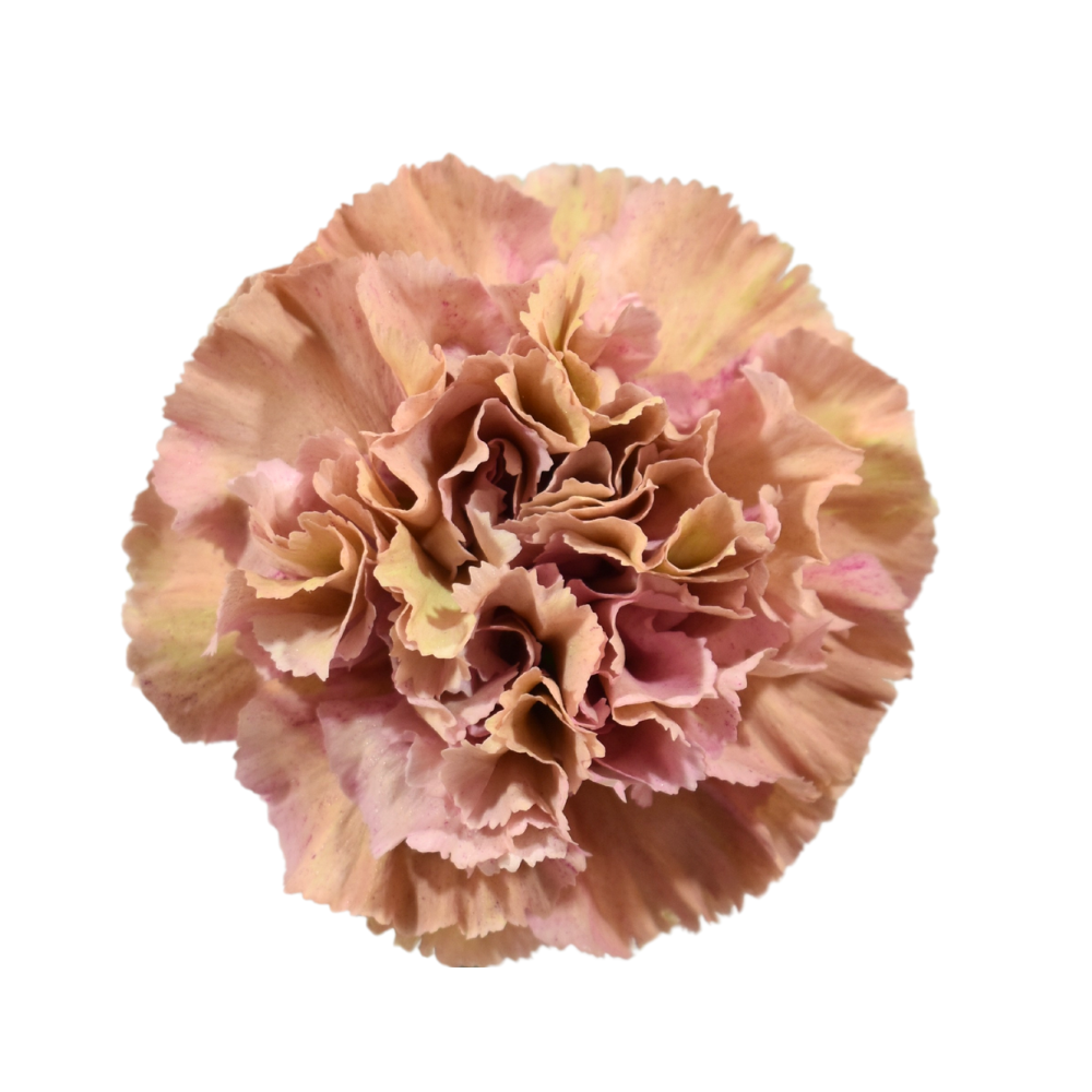 Carnation Babylon — wholesale