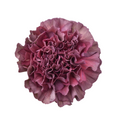 Carnation Bronce Thrill — wholesale