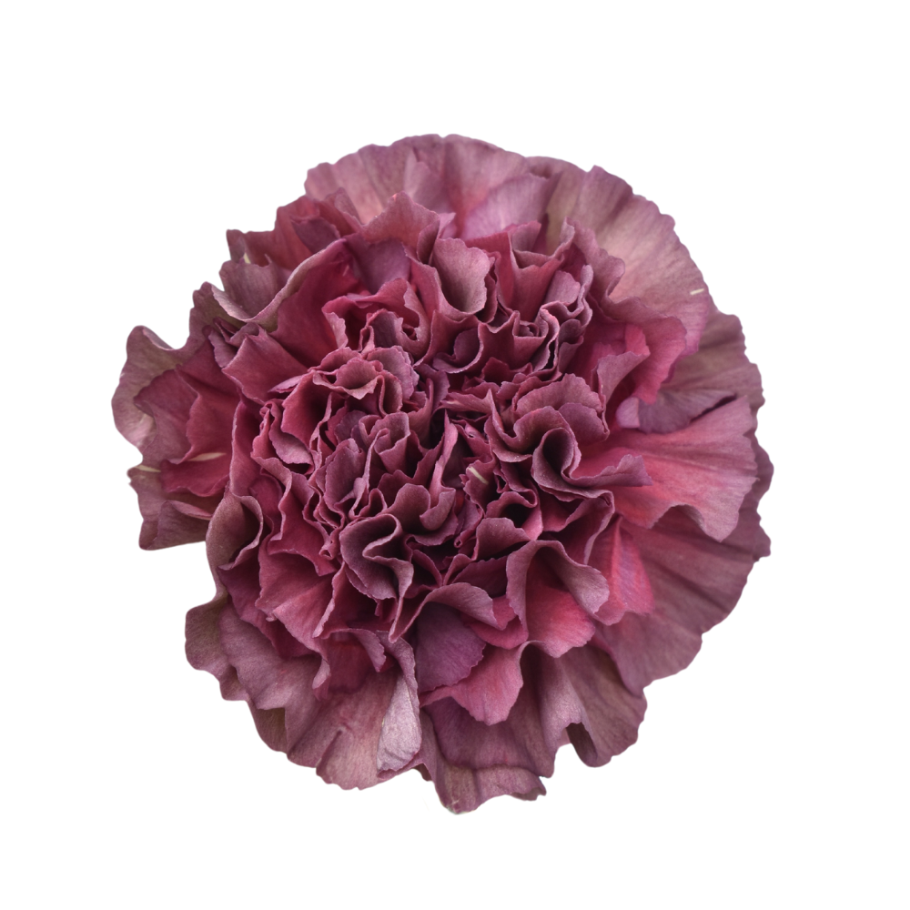 Carnation Bronce Thrill — wholesale
