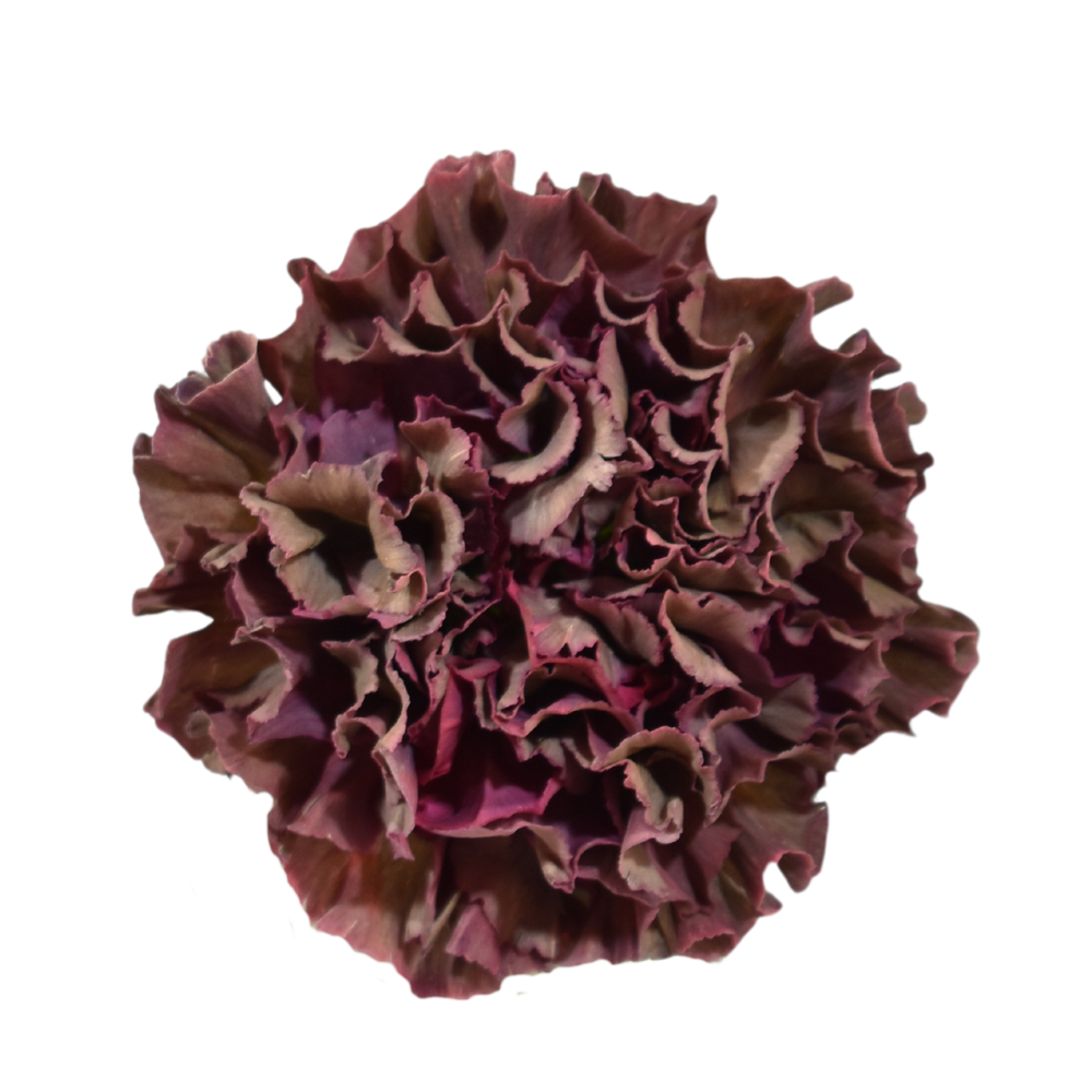 Carnation Cooper Extasis — wholesale