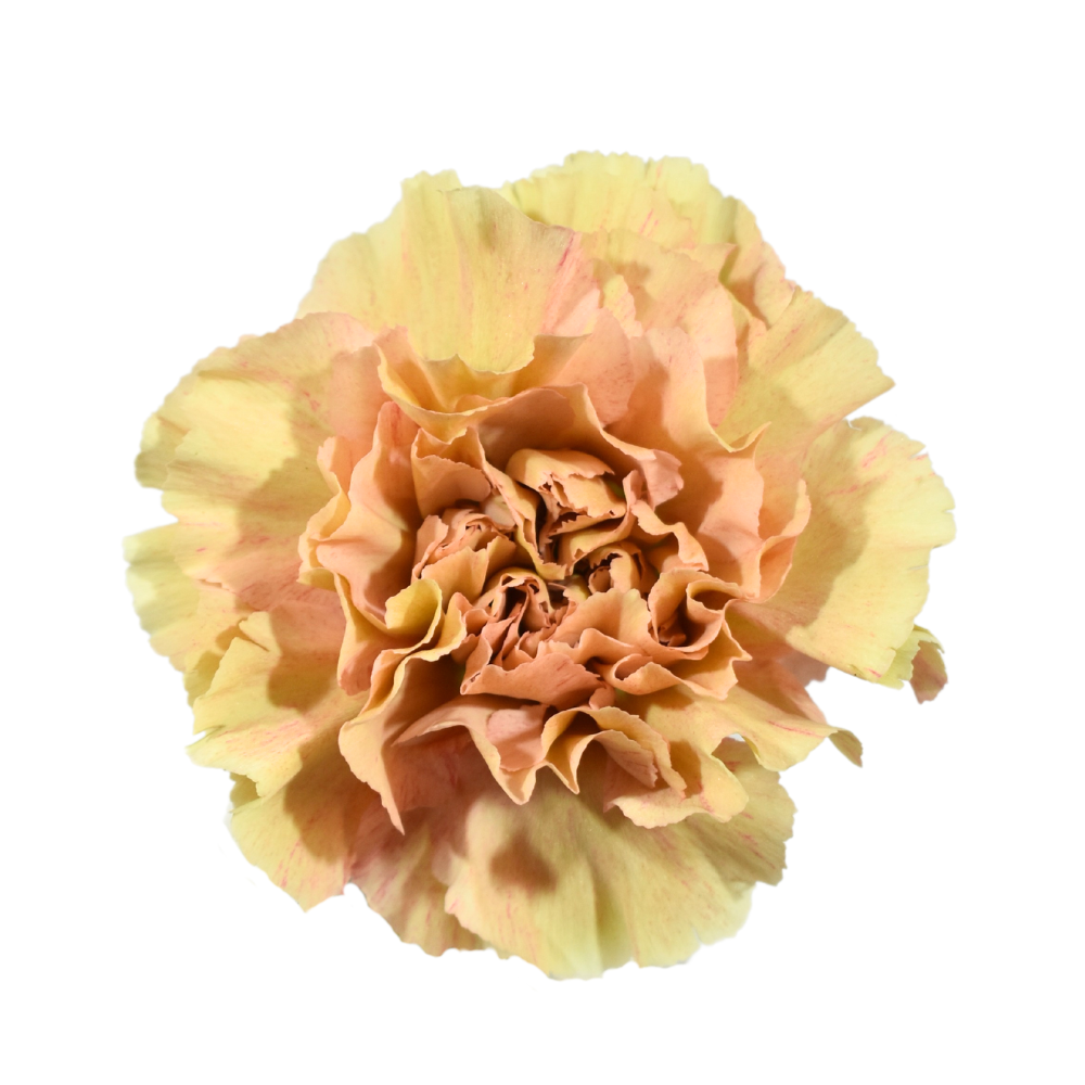 Carnation Creta — wholesale
