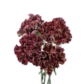Carnation Chroma Thrill — wholesale