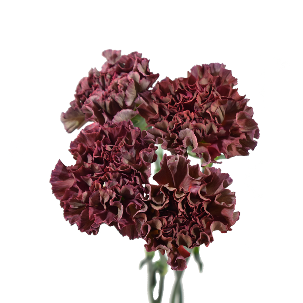 Carnation Chroma Thrill — wholesale