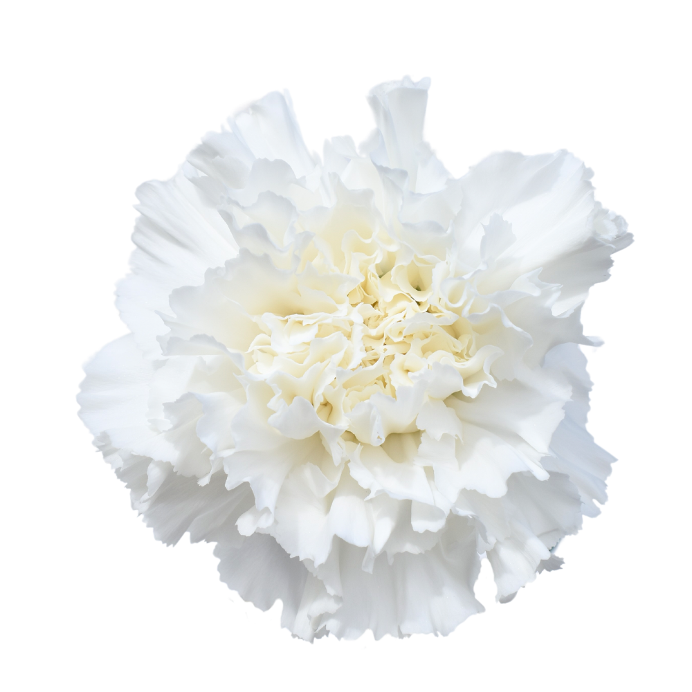 Carnation Diamond — wholesale