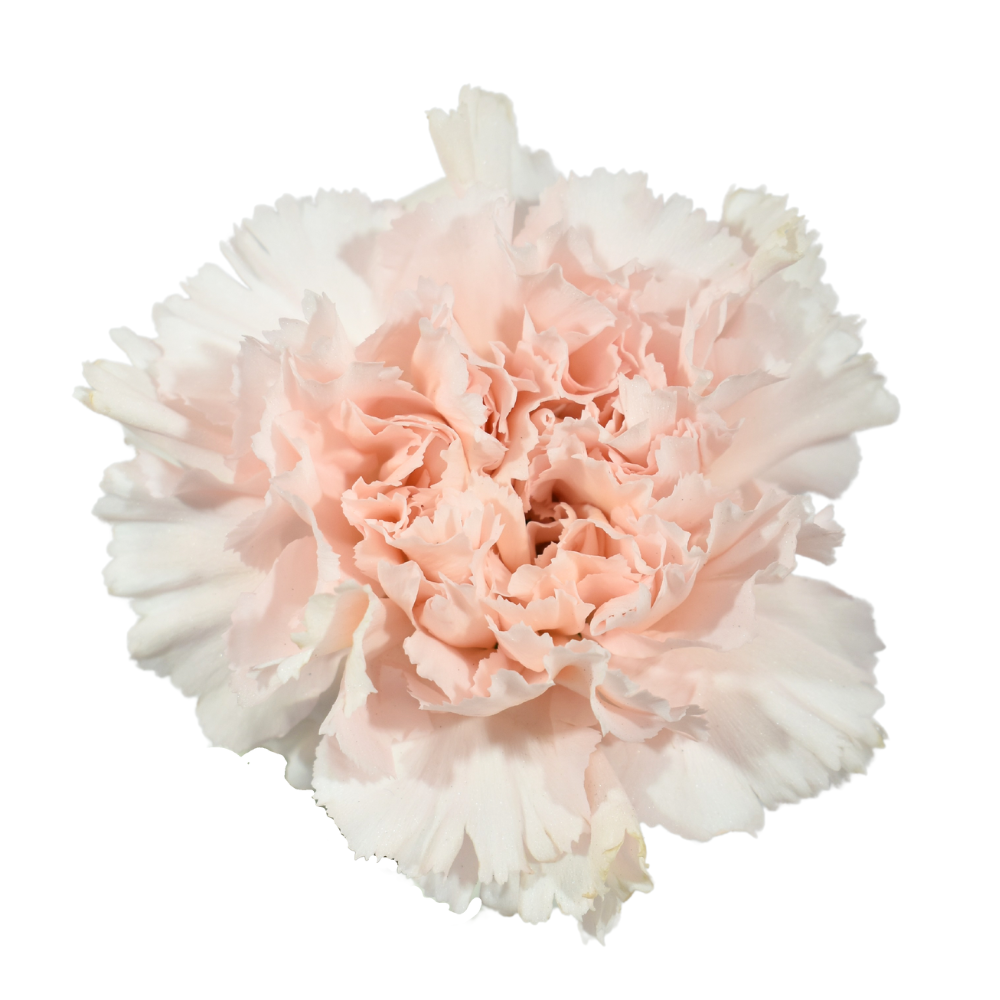 Carnation Hanoi — wholesale