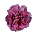 Carnation Hypnosis — wholesale