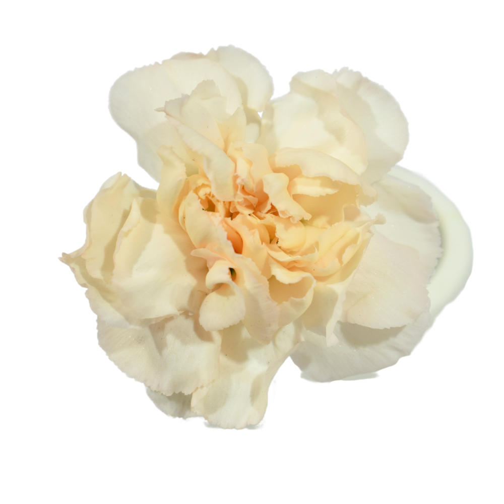 Carnation Lizzy — wholesale