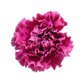 Carnation Merletto Purple — wholesale