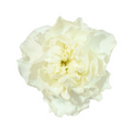 Carnation Polar Route — wholesale